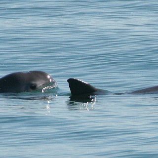 La Semarnat busca salvar a la vaquita marina con plan de emergencia