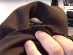 El alcalde compartió el video en el que atrapa al pájaro y luego lo libera. FACEBOOK / Alberto Uribe Camacho