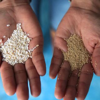 Compuestos del forraje de amaranto podrían combatir la hipertensión