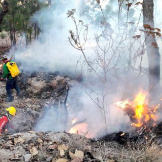 Zapopan registra dos nuevos incendios en bosques