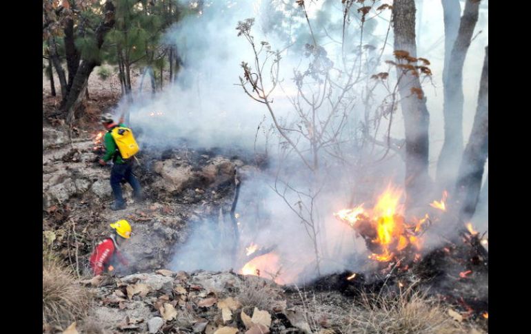 Bomberos municipales trabajaron en coordinación con brigadas de la Conafor y del Nixticuil. TWITTER / @UMPCyBZ