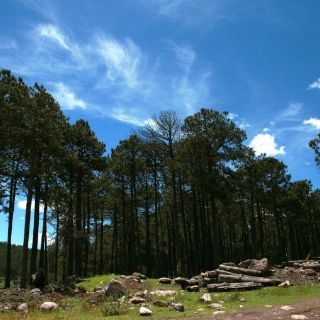 Casi diez mil especies de árboles están en peligro de extinción