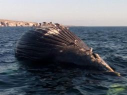 Debido al tamaño de la ballena, autoridades procedieron a remolcarla mar adentro. ESPECIAL /