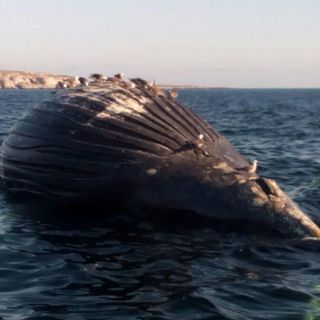 Encuentran ballena varada en Bahía de Banderas