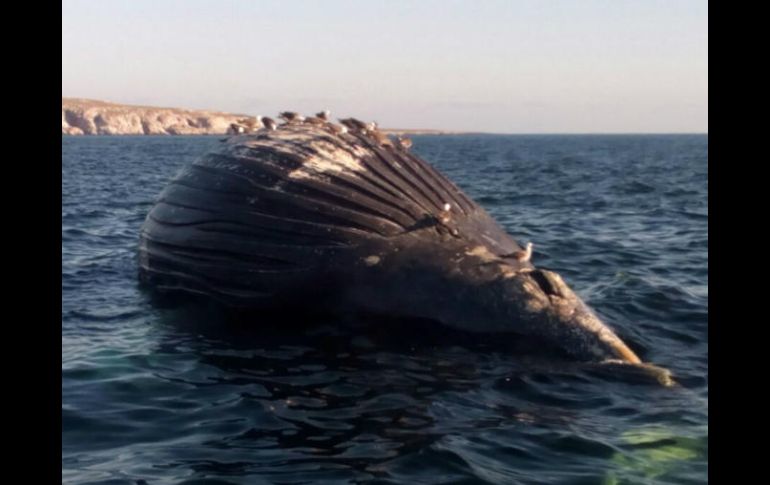 Debido al tamaño de la ballena, autoridades procedieron a remolcarla mar adentro. ESPECIAL /