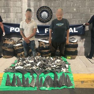 Aseguran siete paquetes con aletas de tiburón enviadas por mensajería