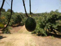 En el 2016 en Jalisco se produjeron 120 mil toneladas de aguacate, de las cuales 62 mil se exportaron. EL INFORMADOR / ARCHIVO