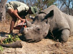 Los cuernos de rinocerontes son muy codiciados, especialmente en China y Asia del Sudeste, por supuestas virtudes médicas. EFE / ARCHIVO