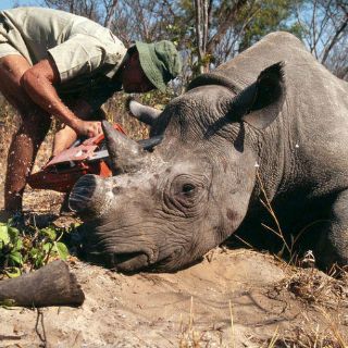 Rinoceronte es abatido por cazadores furtivos en Nepal