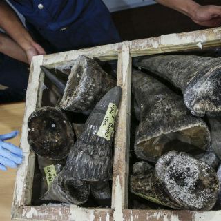 Incautados 18 cuernos de rinoceronte africano en Malasia