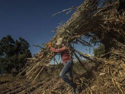 El aumento anual en el empleo fue impulsado principalmente por el sector agropecuario. EL INFORMADOR / ARCHIVO