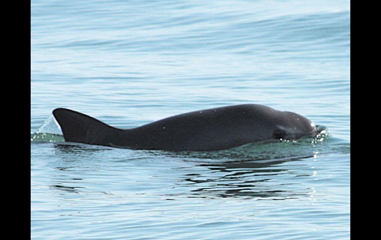 Además reforzarán las medidas de vigilancia en el polígono de protección de la vaquita marina. EFE / Semarnat