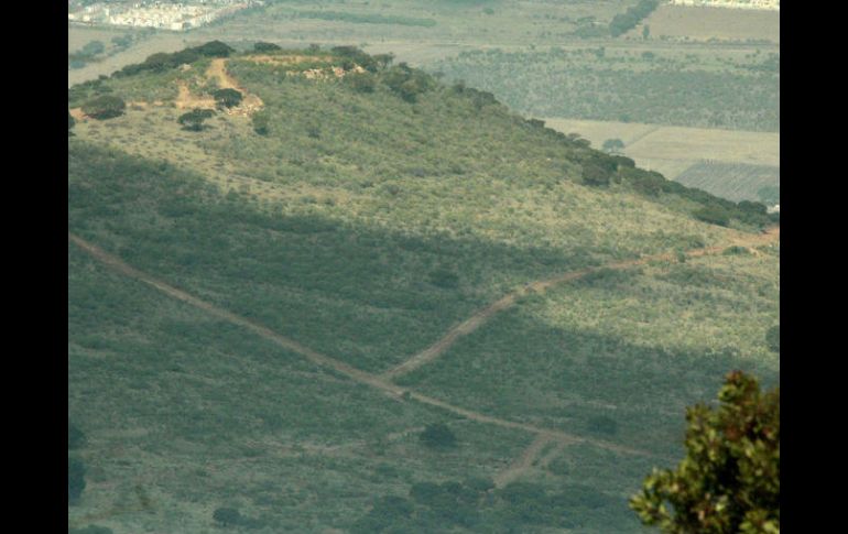 Cerro Viejo fue declarada Área Nacional Protegida en 2013; entra en tres de la cuatro áreas de biodiversidad de México. EL INFORMADOR / ARCHIVO