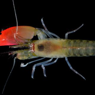 Bautizan a camarón descubierto en Panamá en honor a Pink Floyd