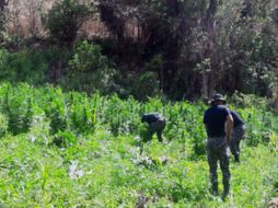 Dos plantíos se encontraron en Hostotipaquillo, otro más se hallaba en el municipio de Tequila. ESPECIAL / PGR