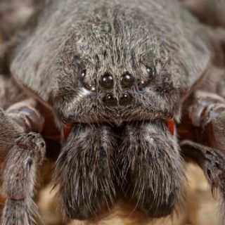 Nueva especie de araña mexicana asombra por su tamaño