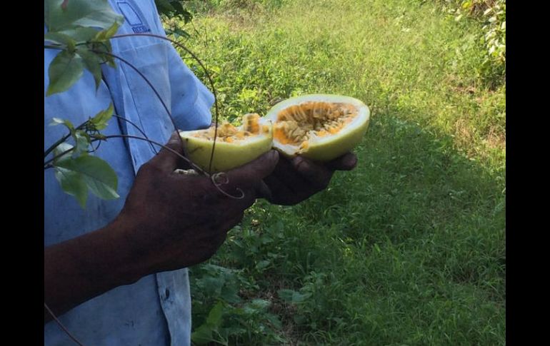 La maracuyá es la fruta que se come a sorbos al partir su cáscara semidura nos espera una pulpa color amarilla de textura gelatinosa. NTX / ARCHIVO