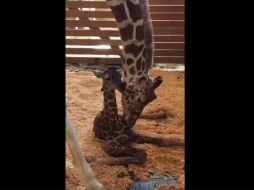 El momento exacto del nacimiento ha sido compartido por más de 162 mil usuarios en Facebook. FACEBOOK / Animal Adventure Park