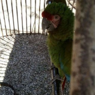 La Profepa asegura siete ejemplares de fauna silvestre en Jalisco