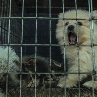 Se las ingenian para vender animales en El Baratillo
