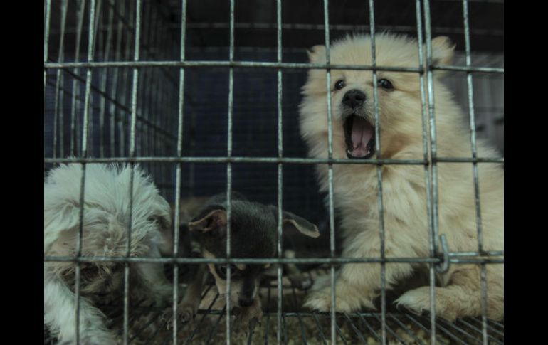 Algunos comerciantes se asocian para rentar locales y poder vender animales. EL INFORMADOR / F. Atilano