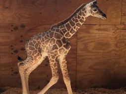 El parque comenzó a transmitir en vivo desde el recinto de April en febrero. TWITTER / @AprilTheGiraffe