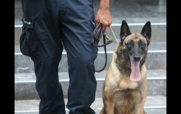 La detección de narcóticos fue hecha con personal de la Unidad Canina Especializada de la Fiscalía. EL INFORMADOR / ARCHIVO