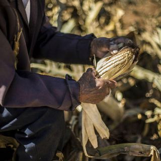 En mayo, Aserca pagaría deuda con productores de maíz