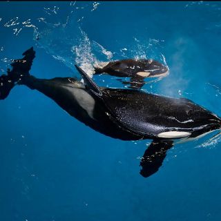 Nace última orca en cautiverio en parque temático en EU