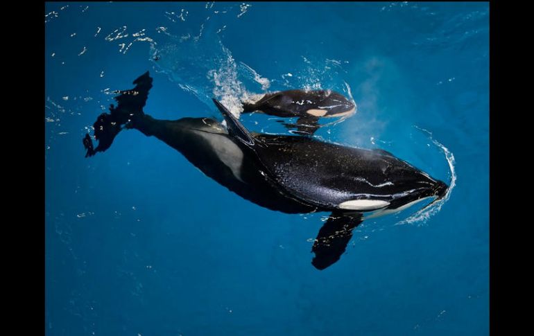 Veterinarios y especialistas continúan supervisando a Takara y a su bebé. ESPECIAL /