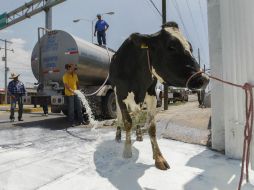 Canadá cambió su política de precios para la leche nacional. EL INFORMADOR / ARCHIVO