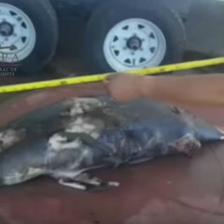 Hallan vaquita marina muerta en Baja California