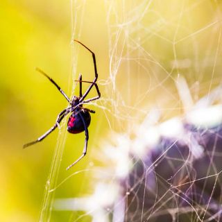 Incrementan mordeduras de animales ponzoñosos: Ssa