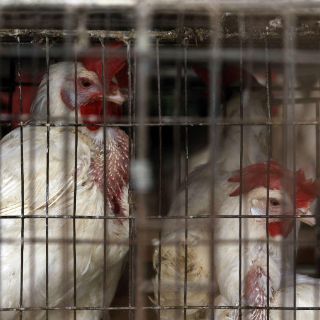 Lanzan campaña para terminar con confinamiento de gallinas