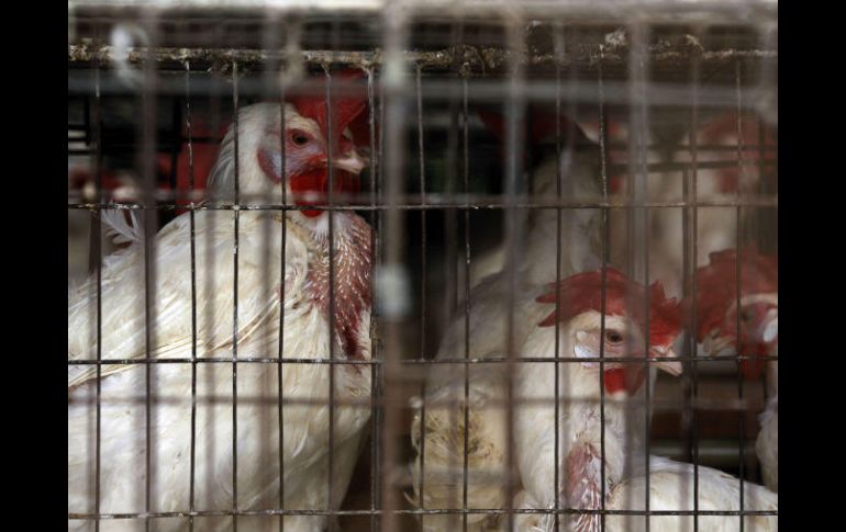La organización The Humane League en México tiene el rol de eliminar el uso de jaulas en la producción de huevo en EU. EL INFORMADOR / ARCHIVO