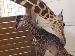 El dinero recaudado por el patrocinio de una juguetería les servirá al zoológico para seguir creciendo. AP / ARCHIVO