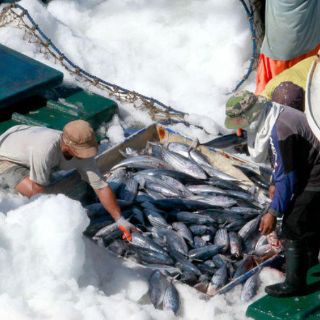 México sancionará a Estados Unidos por caso de atún