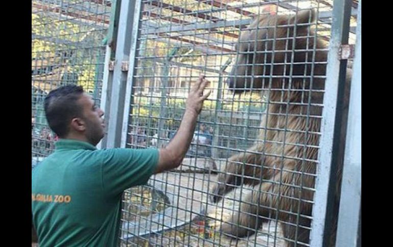 Señalan que el menor se introdujo en la jaula del oso para darle de comer, pero este le atacó y le arrancó la mano y parte del brazo. FACEBOOK / qalqilia park