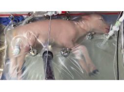 Científicos lograron mantener con vida durante cuatro semanas a fetos de cordero 'extremadamente prematuros'. YOUTUBE / Futurism