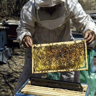 Buscan certificación de apicultores en sanidad e inocuidad