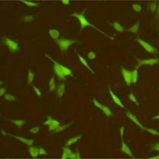 Desarrollan sensor para regular el 'cerebro' del sistema inmune