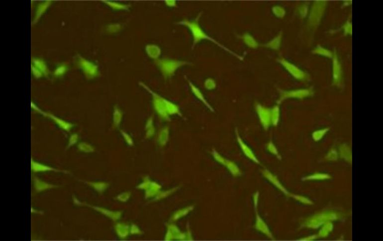 En la imagen pueden verse células T en su etapa de desarrollo. TWITTER / @EFEciencia