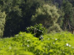 Las medicinas  a base de canniboides THC y CBD actúan como sedante tras inhibir señales de dolor. EL INFORMADOR / ARCHIVO