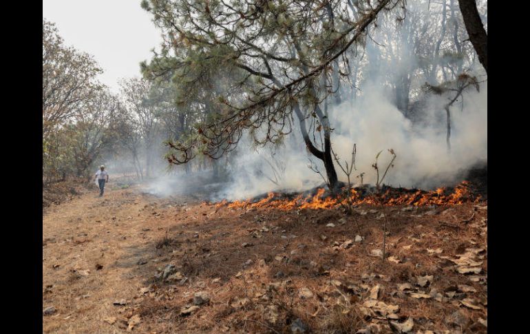 El último corte de hectáreas incendiadas llegó a 816, la mayoría de arbustos y hojarasca. EL INFORMADOR / G. Gallo