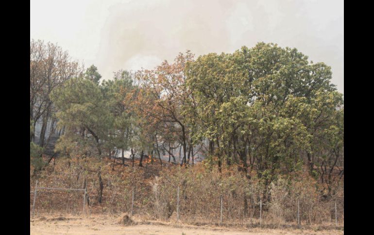 La quema de bosques ayuda a continuar con el cambio climático y el efecto invernadero. EL INFORMADOR / G. Gallo
