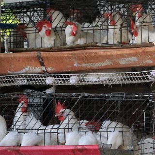 No debe haber incremento en costo de huevo o pollo