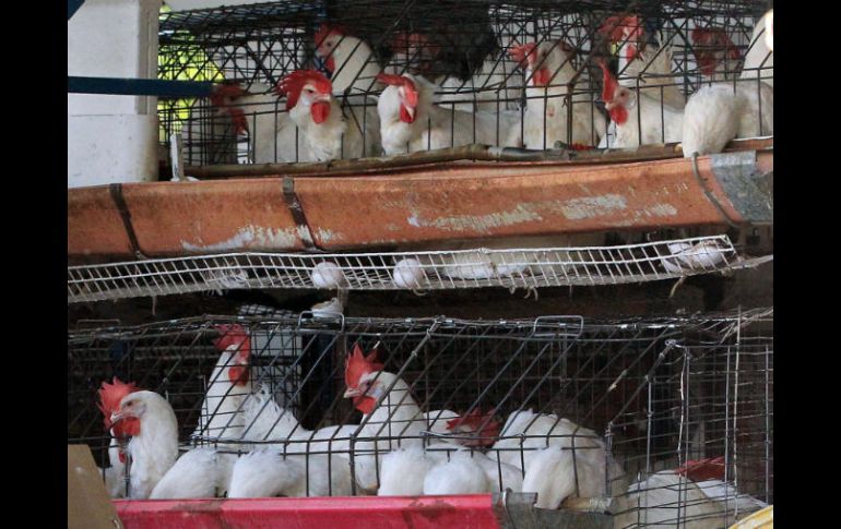 Se estima que hay unos 90 millones de gallinas en las granjas de Jalisco, por lo que es insignificante el sacrificio. EL INFORMADOR / ARCHIVO