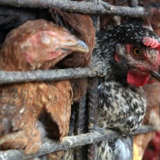 Descartan que huevo de Jalisco esté dañado por gripe aviar