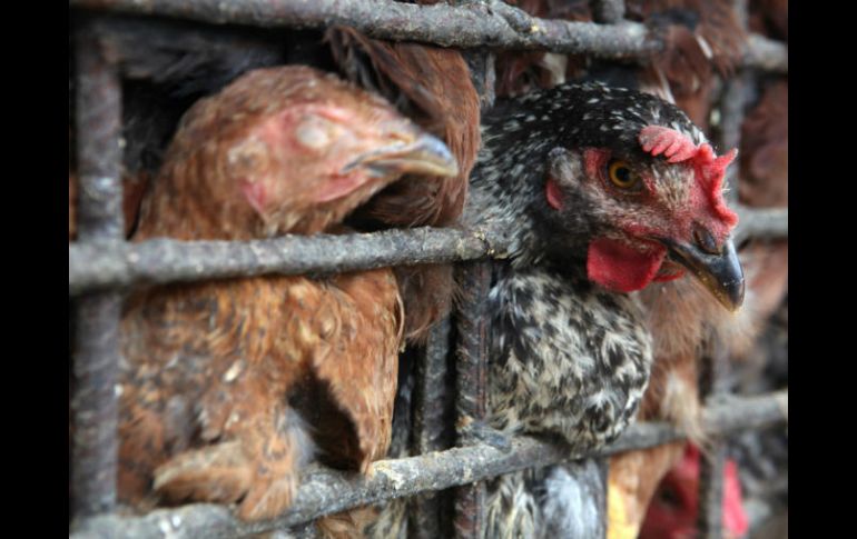 Abril, mayo y junio, dijo, son los meses en donde existe mayor riesgo de contagio entre las aves. EFE / ARCHIVO