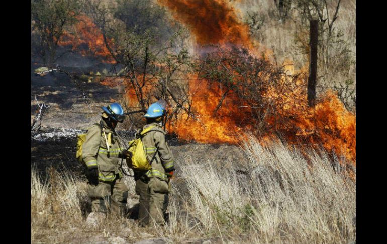 El más reciente incendio en La Primavera consumió 800 hectáreas. SUN / ARCHIVO